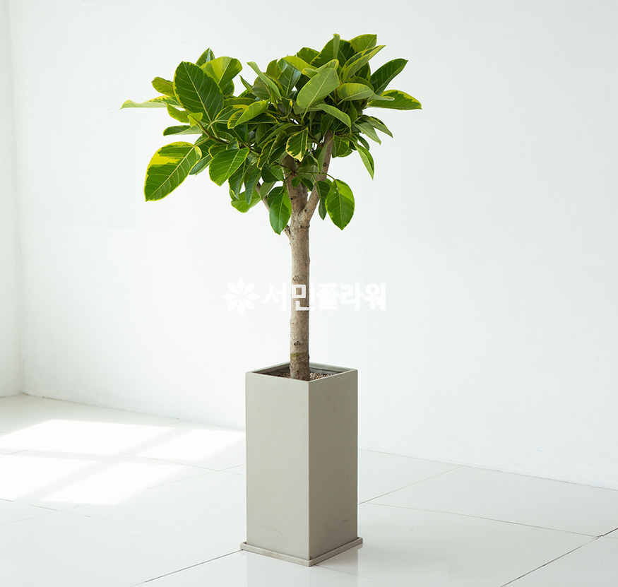 상세이미지
