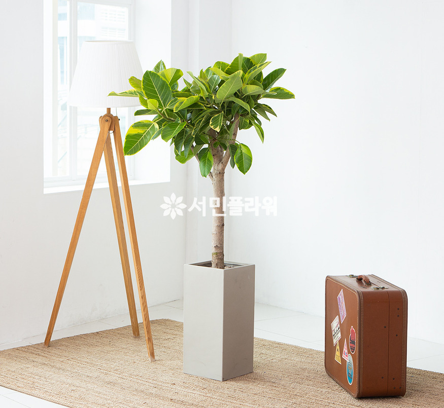 상세이미지