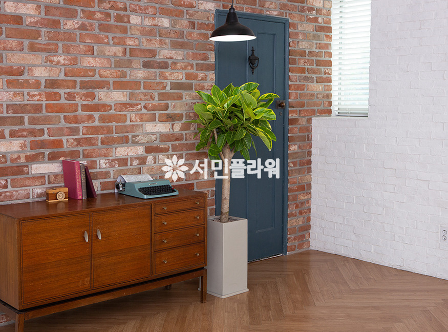 상세이미지