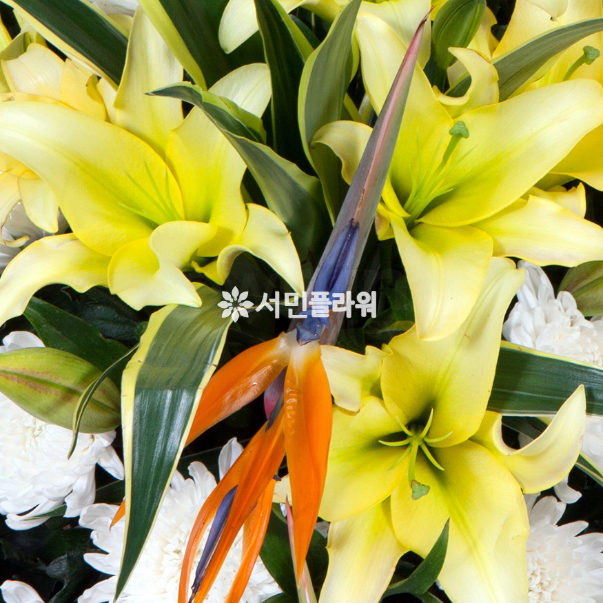 상세이미지