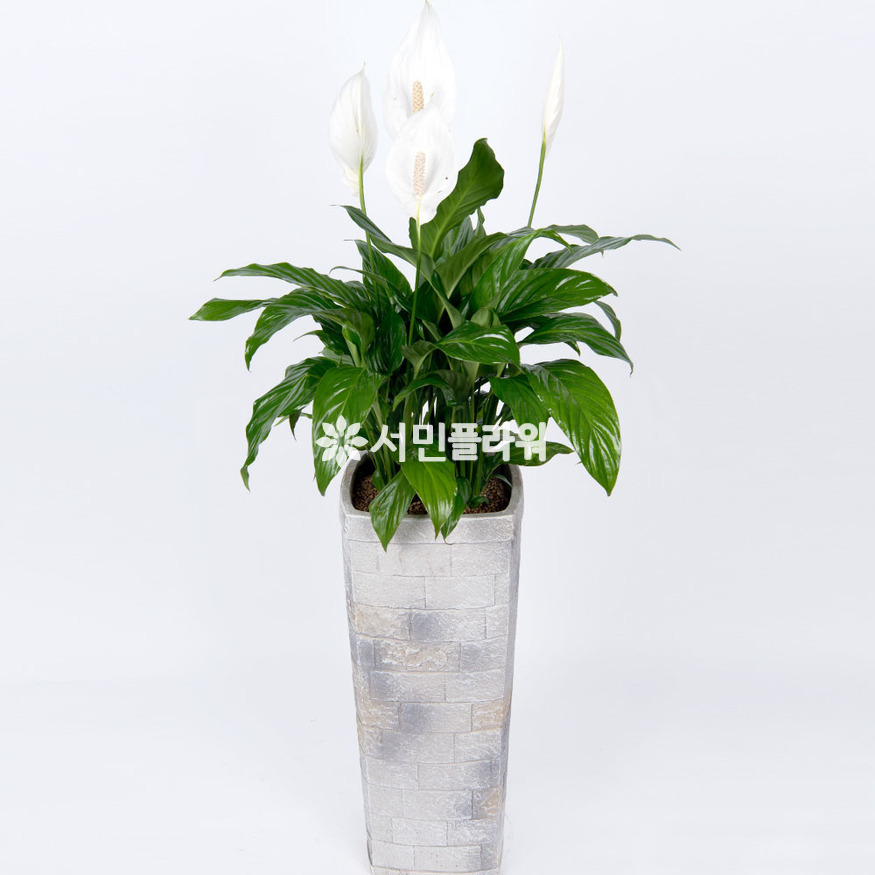 상세이미지