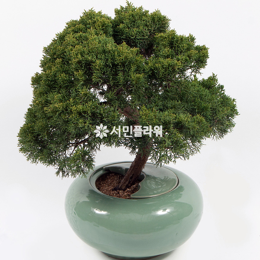 상세이미지