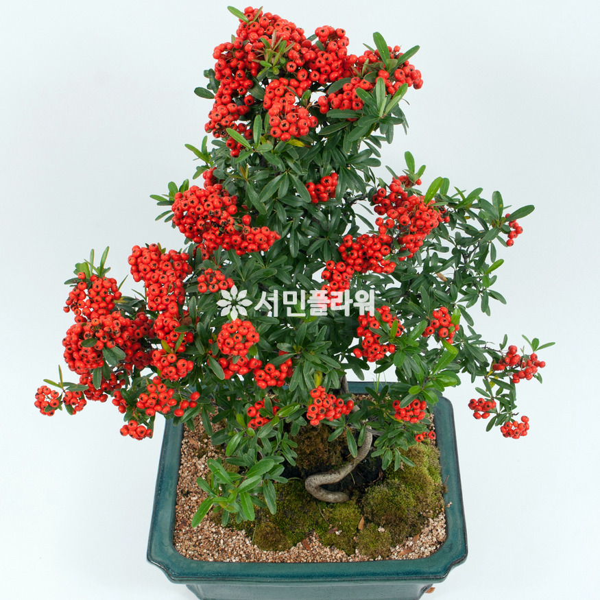 상세이미지