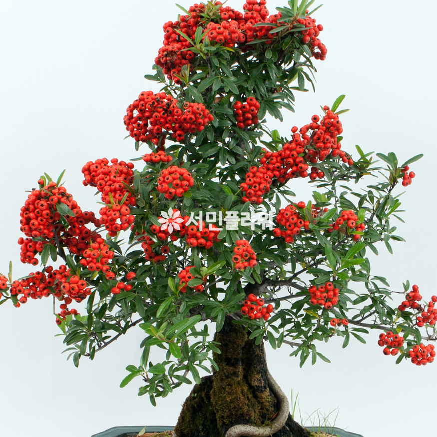 상세이미지