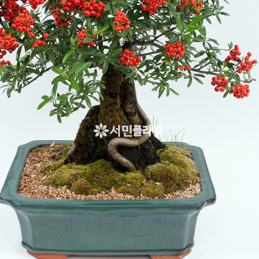 상세이미지