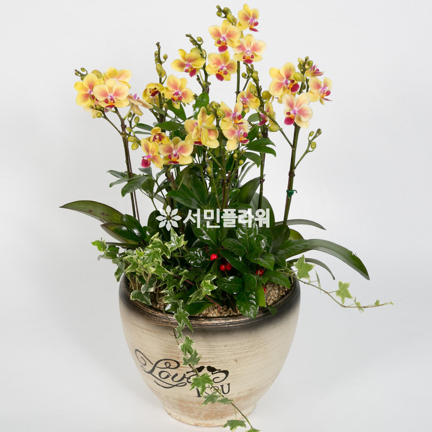 상세이미지