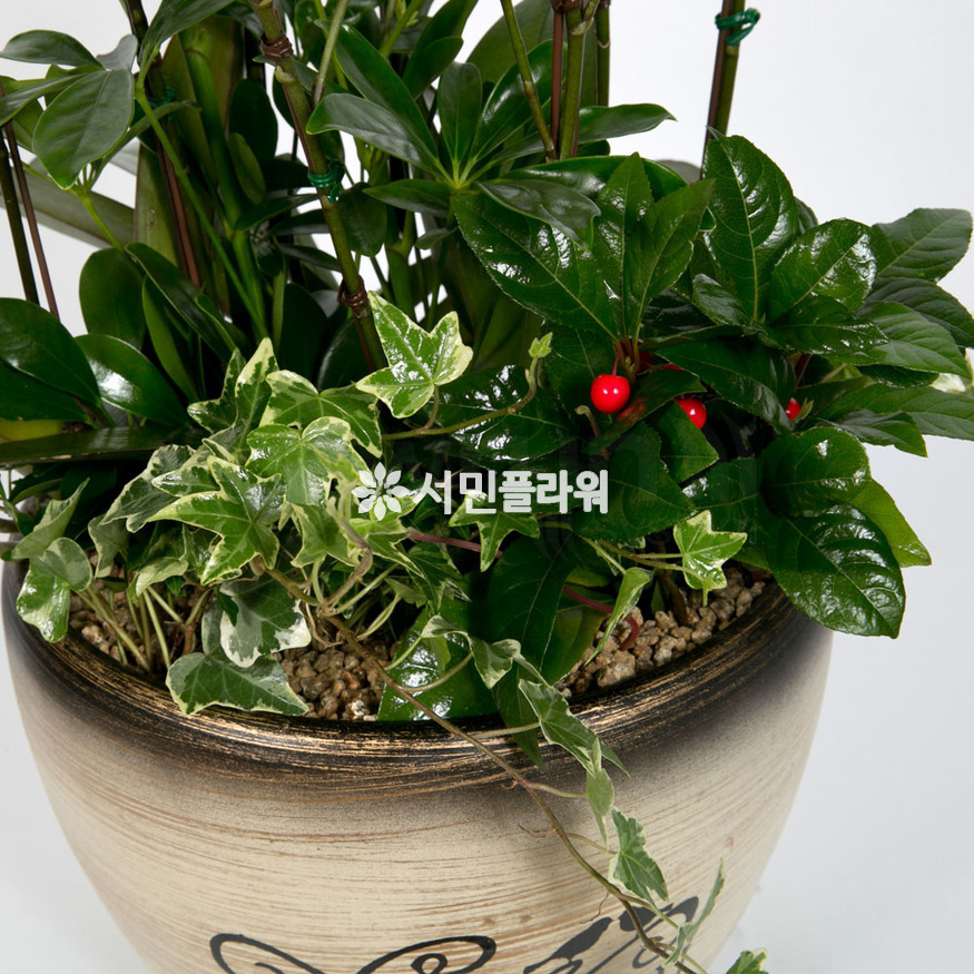 상세이미지