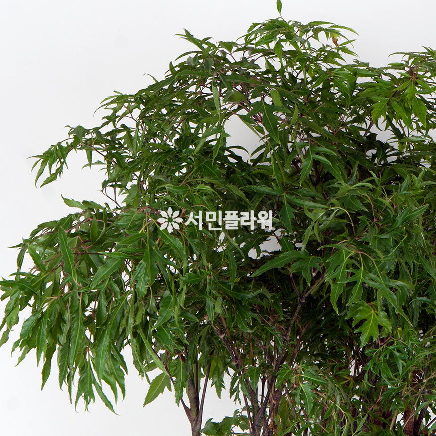 상세이미지