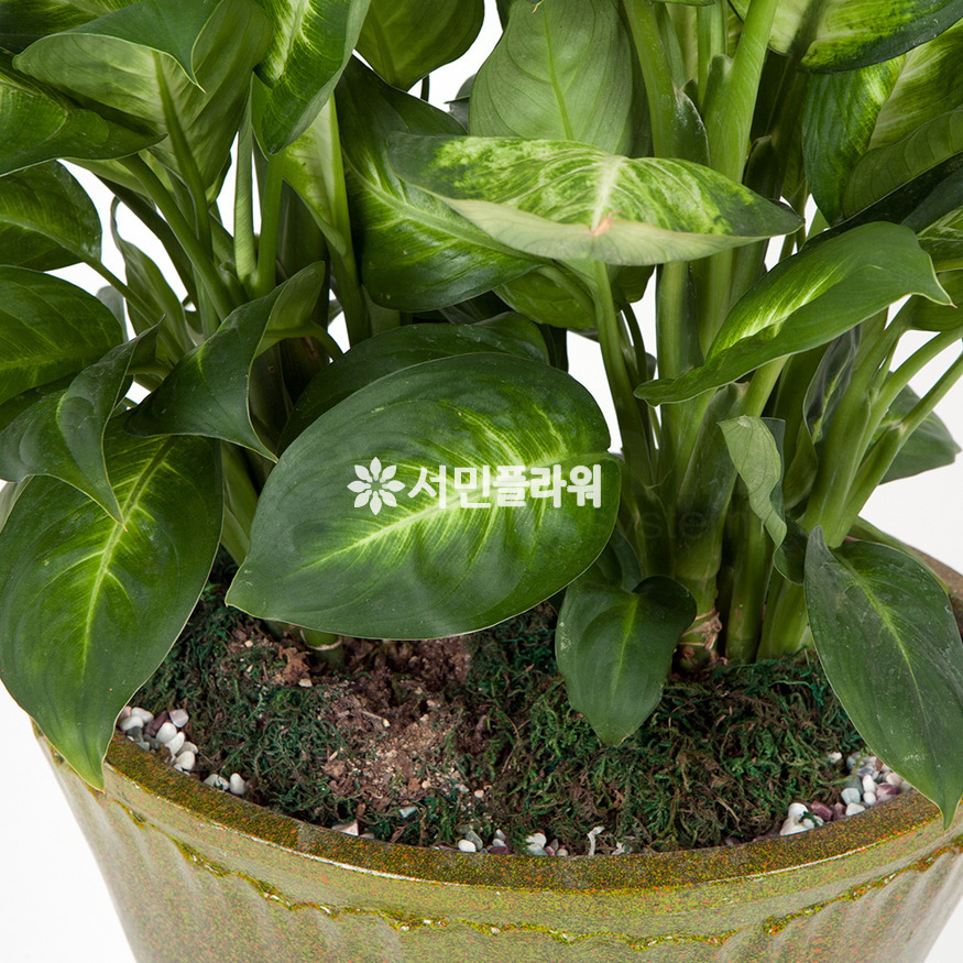 상세이미지