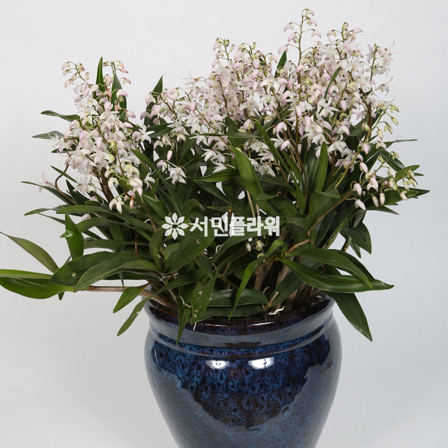 상세이미지