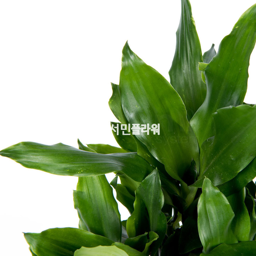 상세이미지