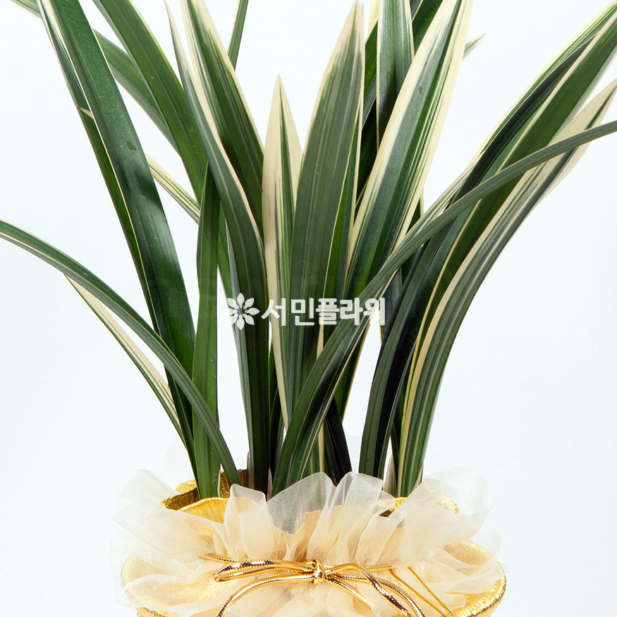 상세이미지