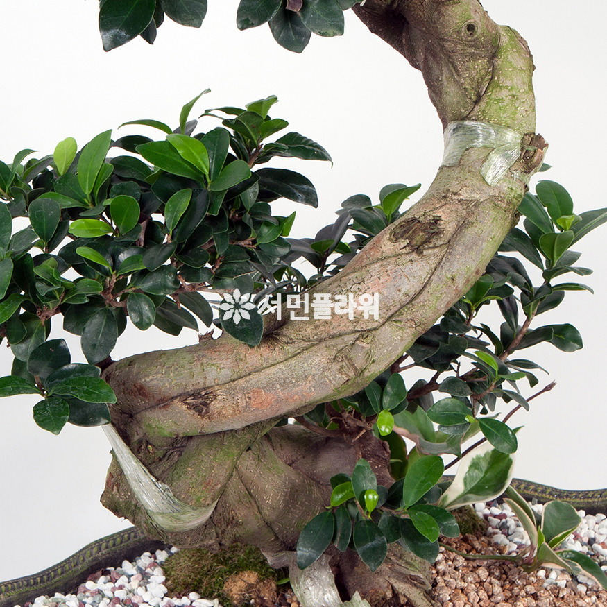 상세이미지