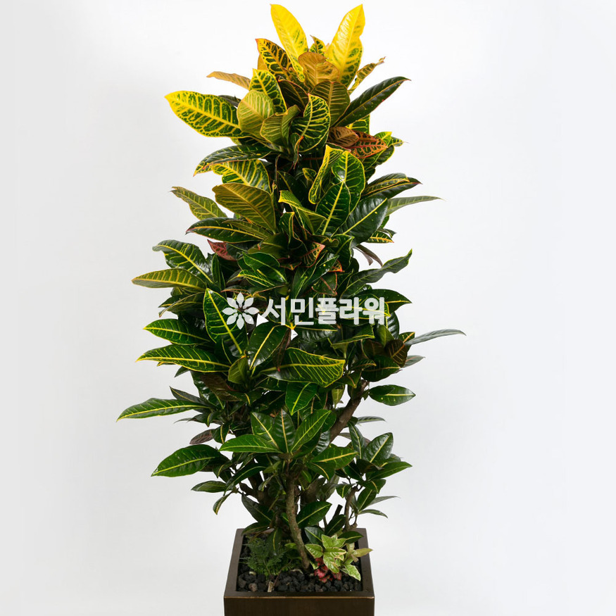 상세이미지