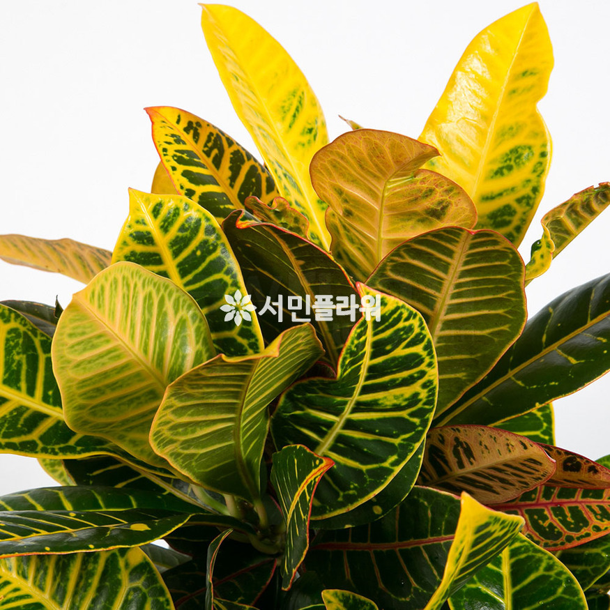 상세이미지