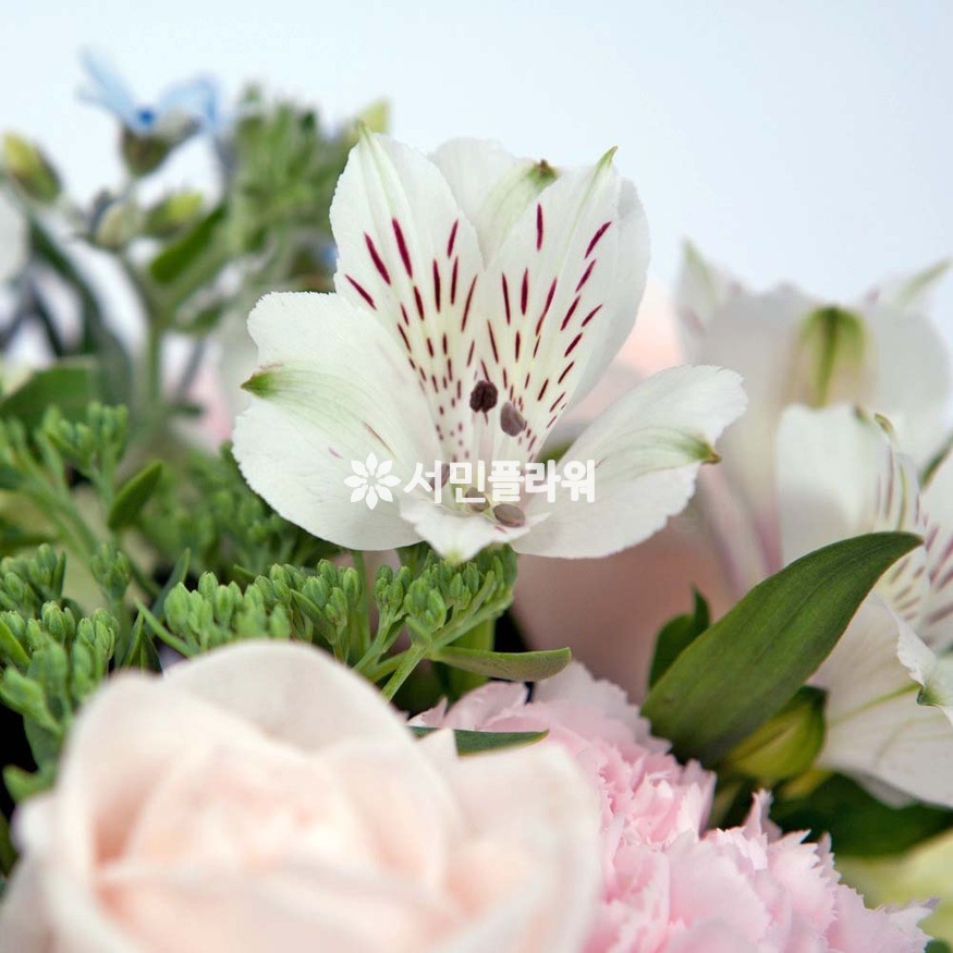 상세이미지