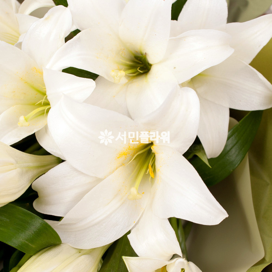 상세이미지