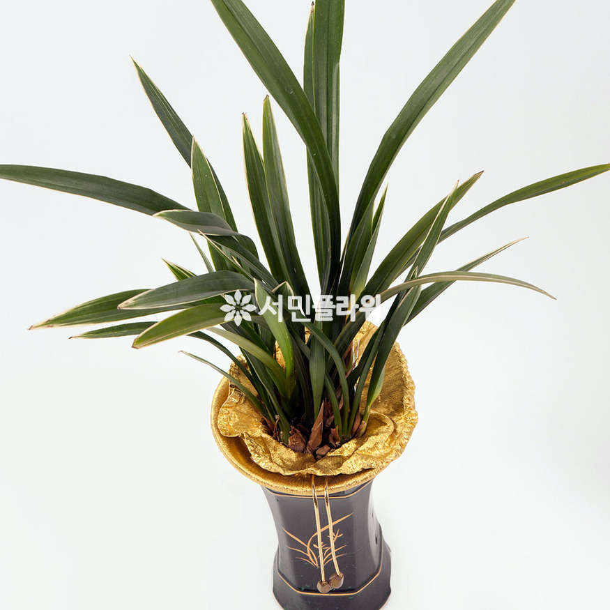 상세이미지