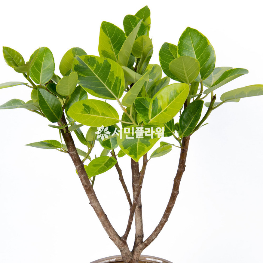 상세이미지
