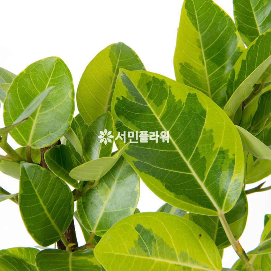 상세이미지