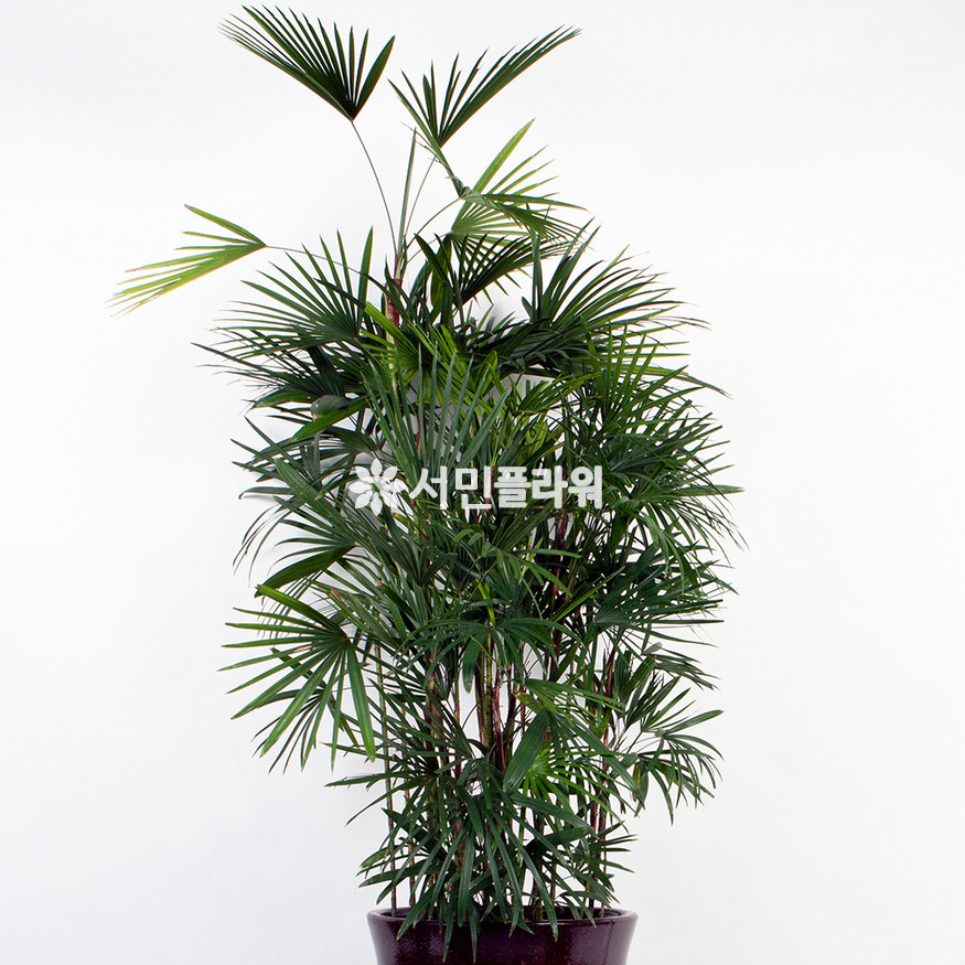 상세이미지