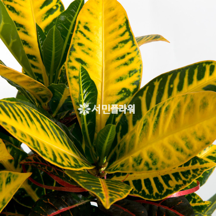 상세이미지