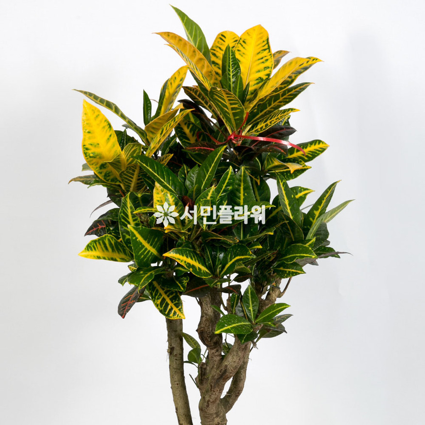상세이미지