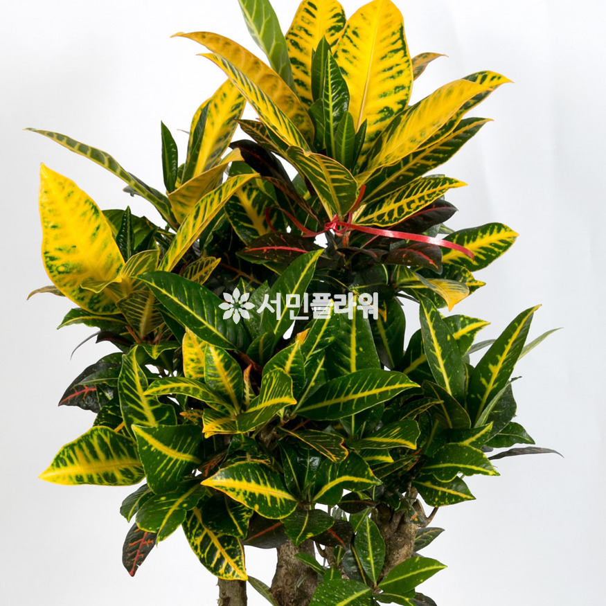 상세이미지