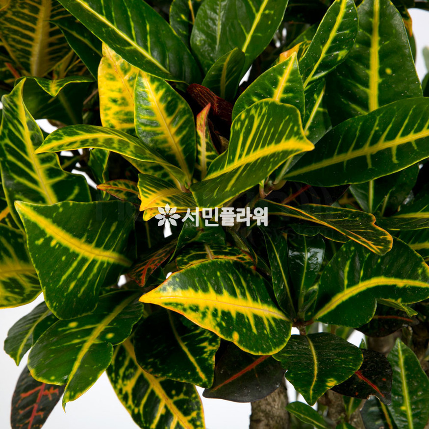 상세이미지