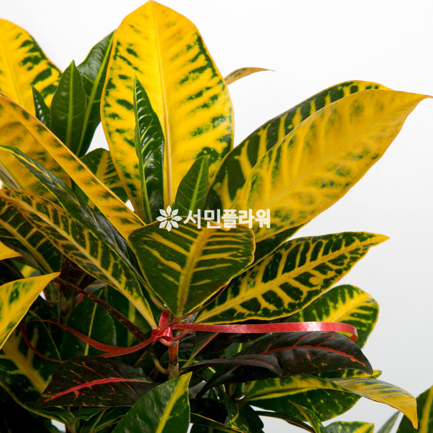 상세이미지