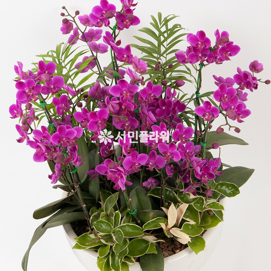 상세이미지