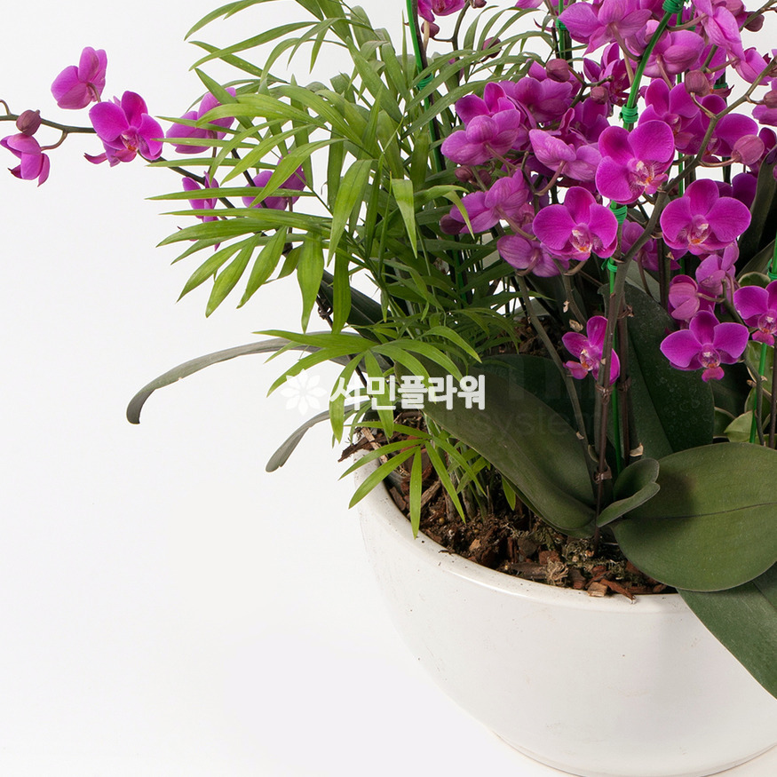 상세이미지