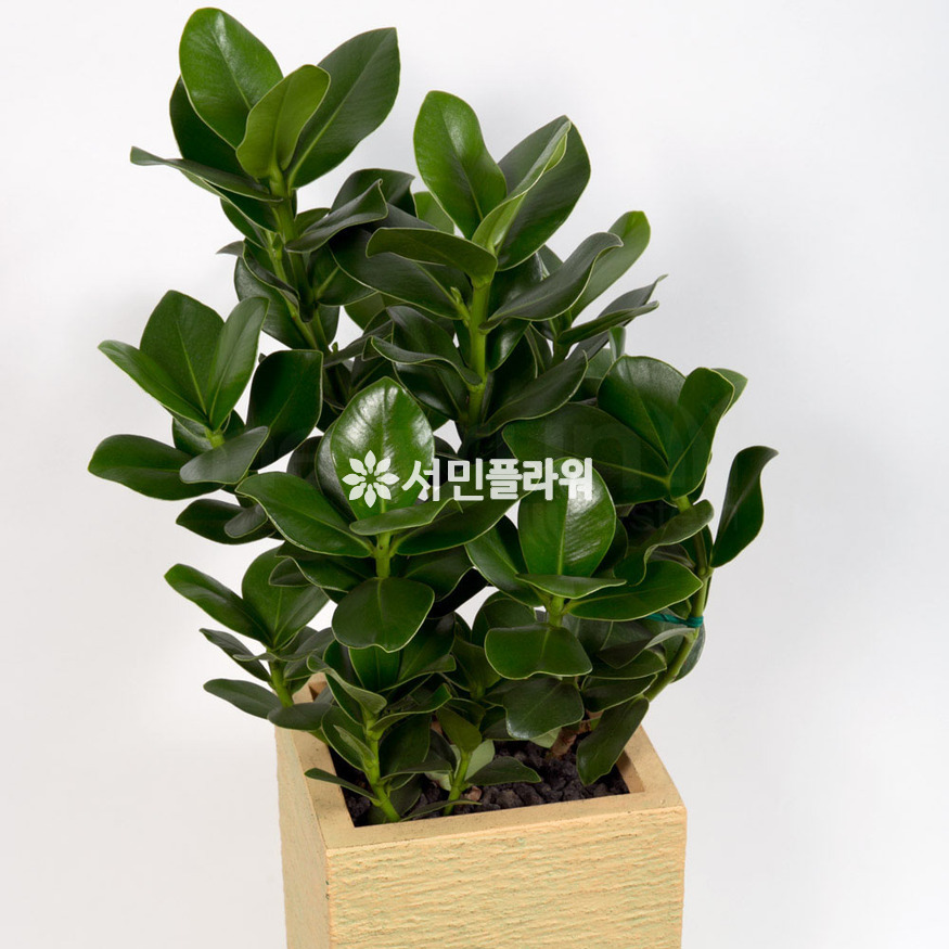 상세이미지