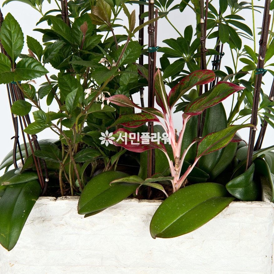 상세이미지
