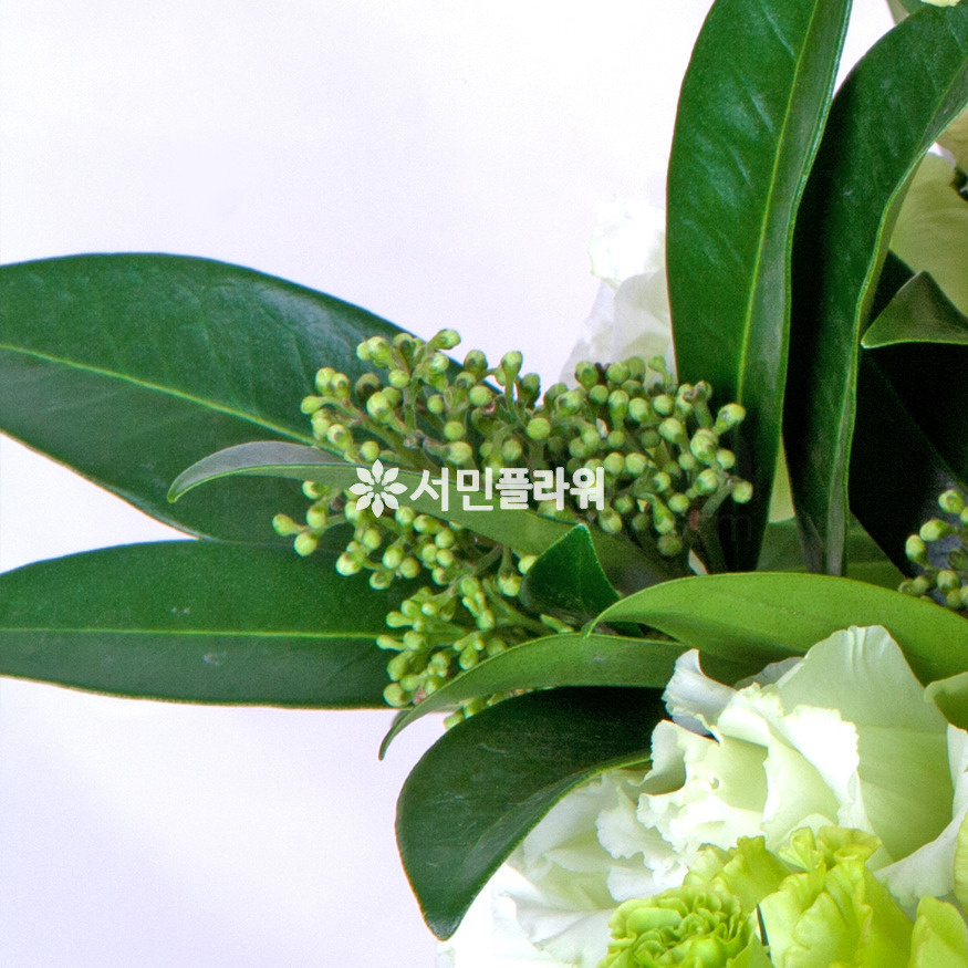 상세이미지