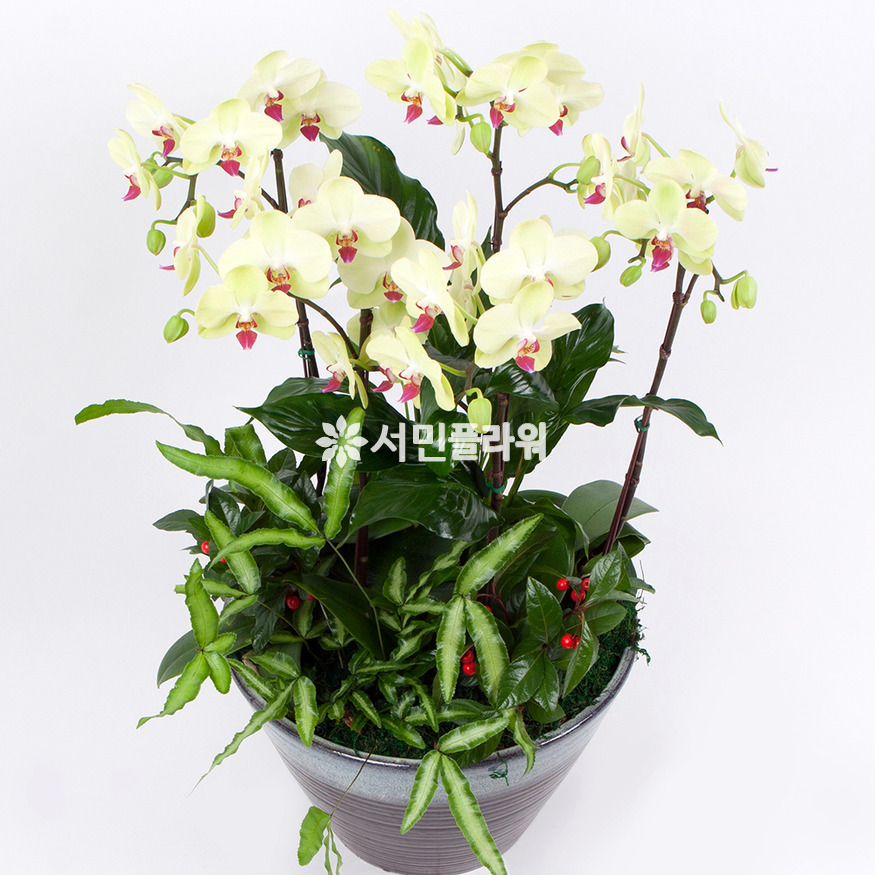 상세이미지