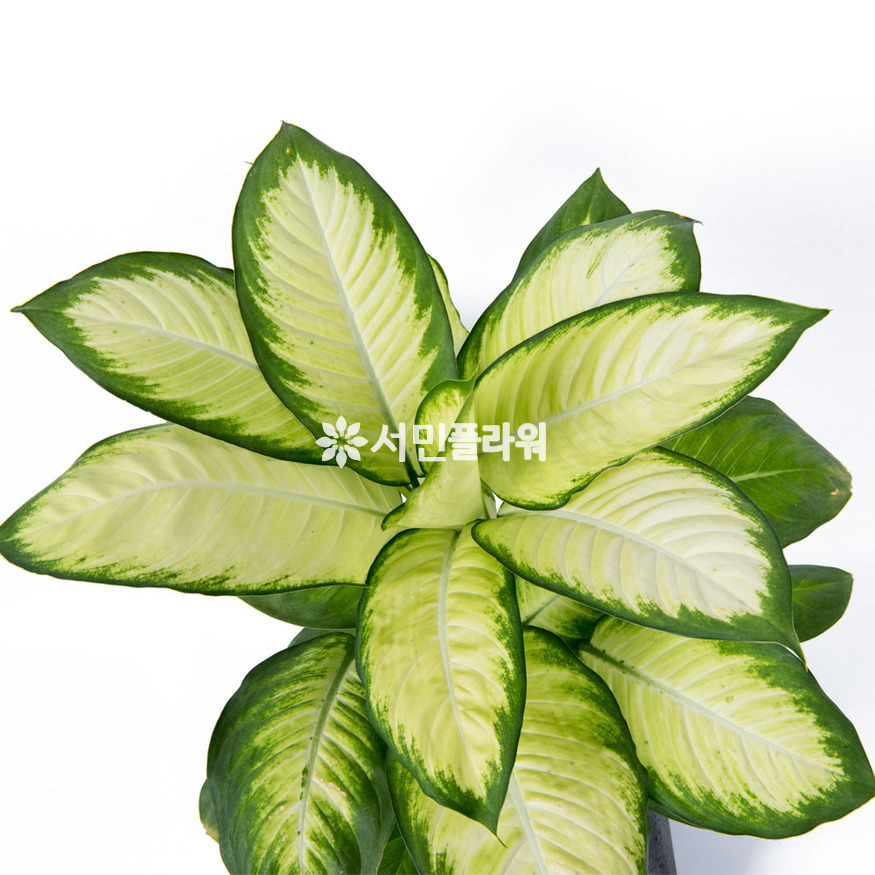 상세이미지