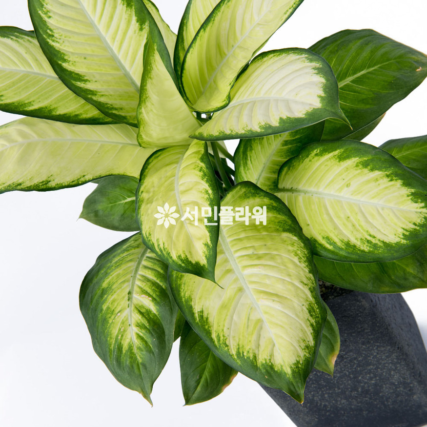 상세이미지