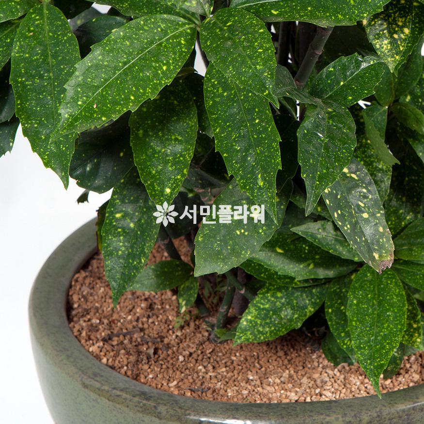 상세이미지