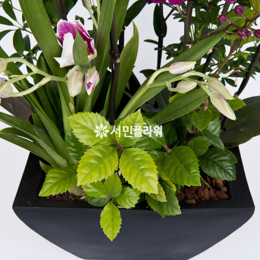 상세이미지