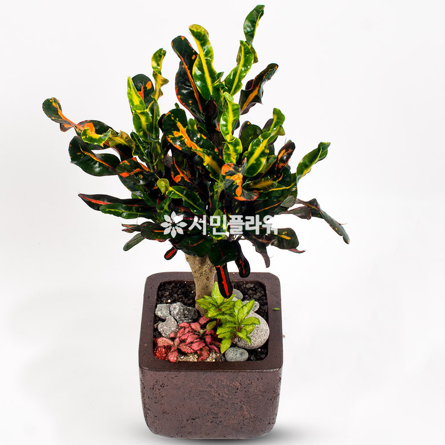 상세이미지
