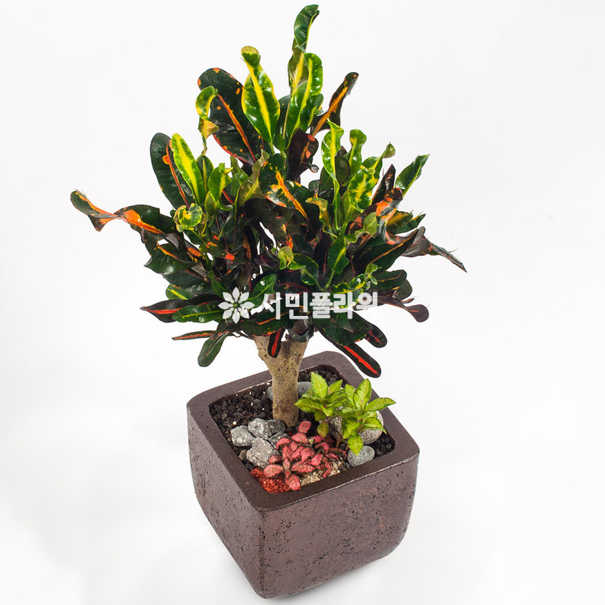 상세이미지
