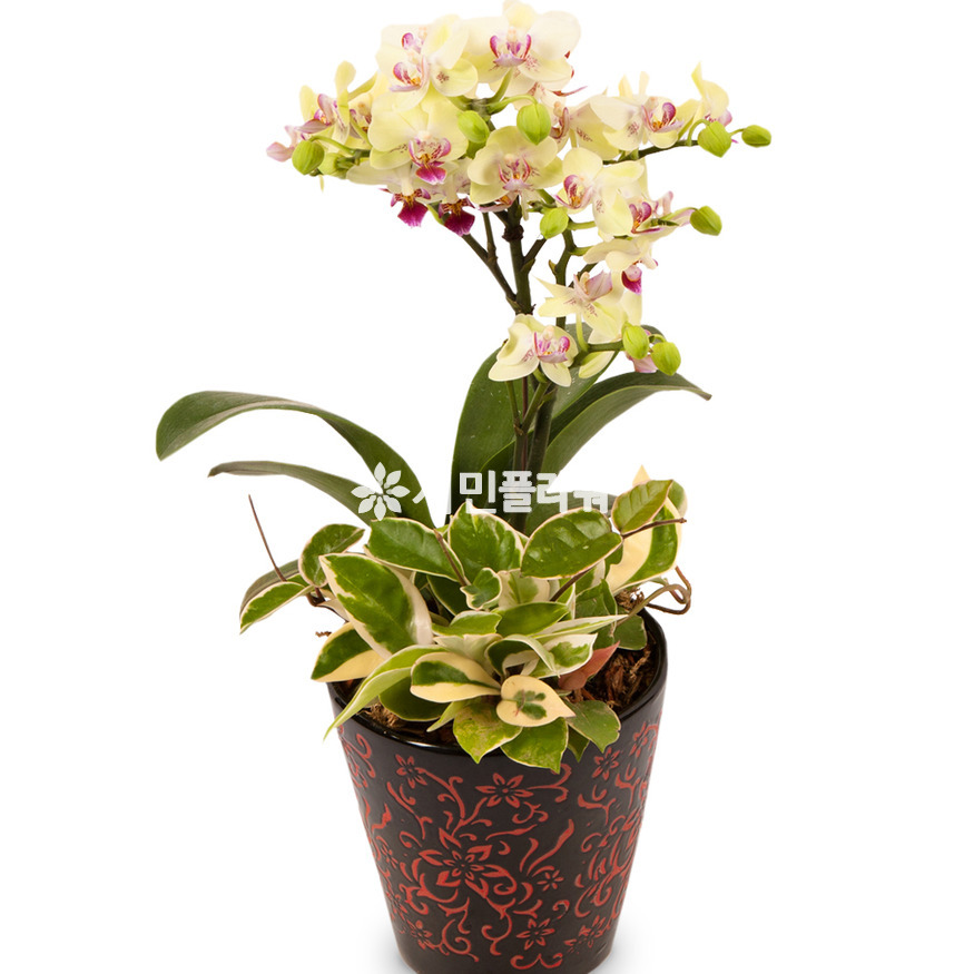상세이미지