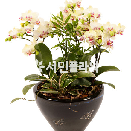 미니호접란