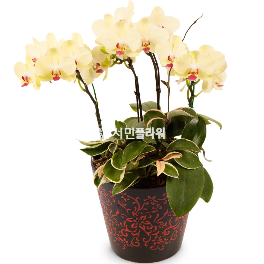 상세이미지