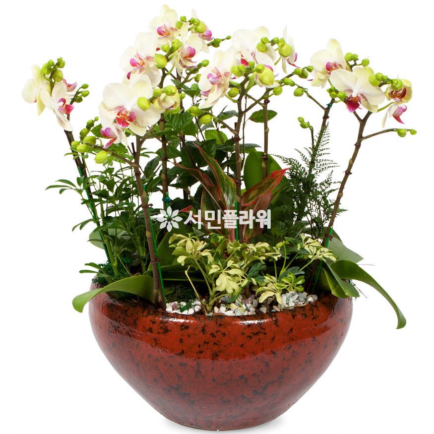 상세이미지