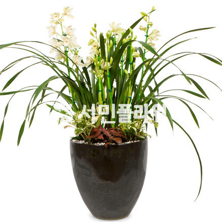 서양란5-심비디움-겨울에꽃핌