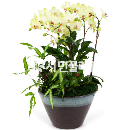 플로센셋