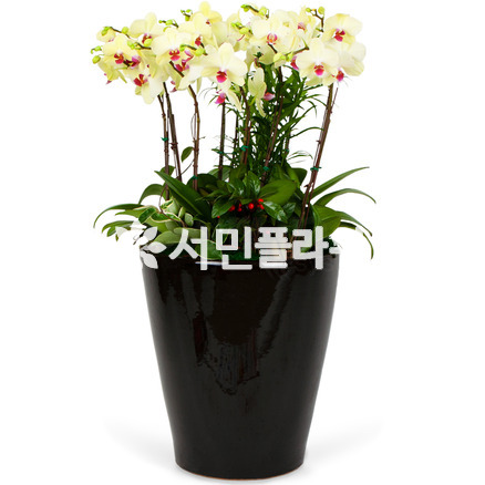 호접란 특대