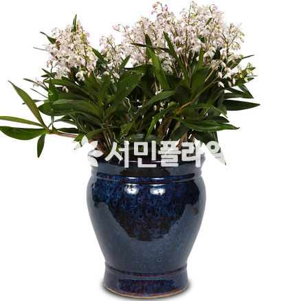 긴기아나f6002